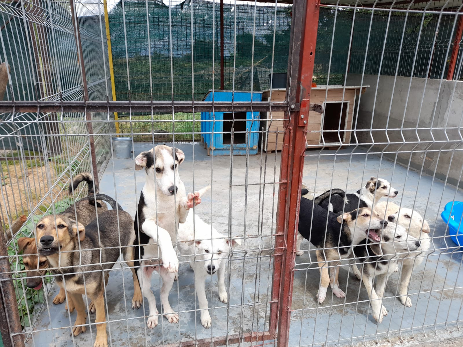 Cât de mult adoptă sătmărenii?