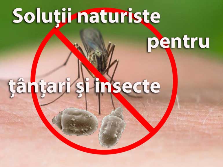 Caniculă, muște, țânțari...