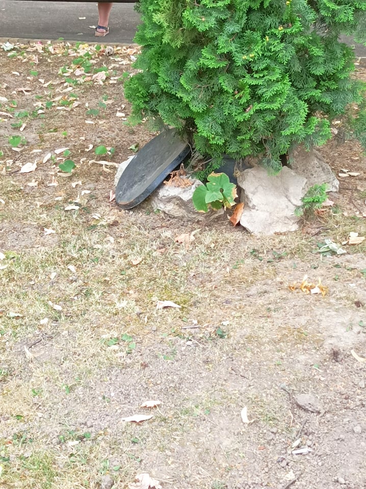 Așchia nu sare departe  de trunchi