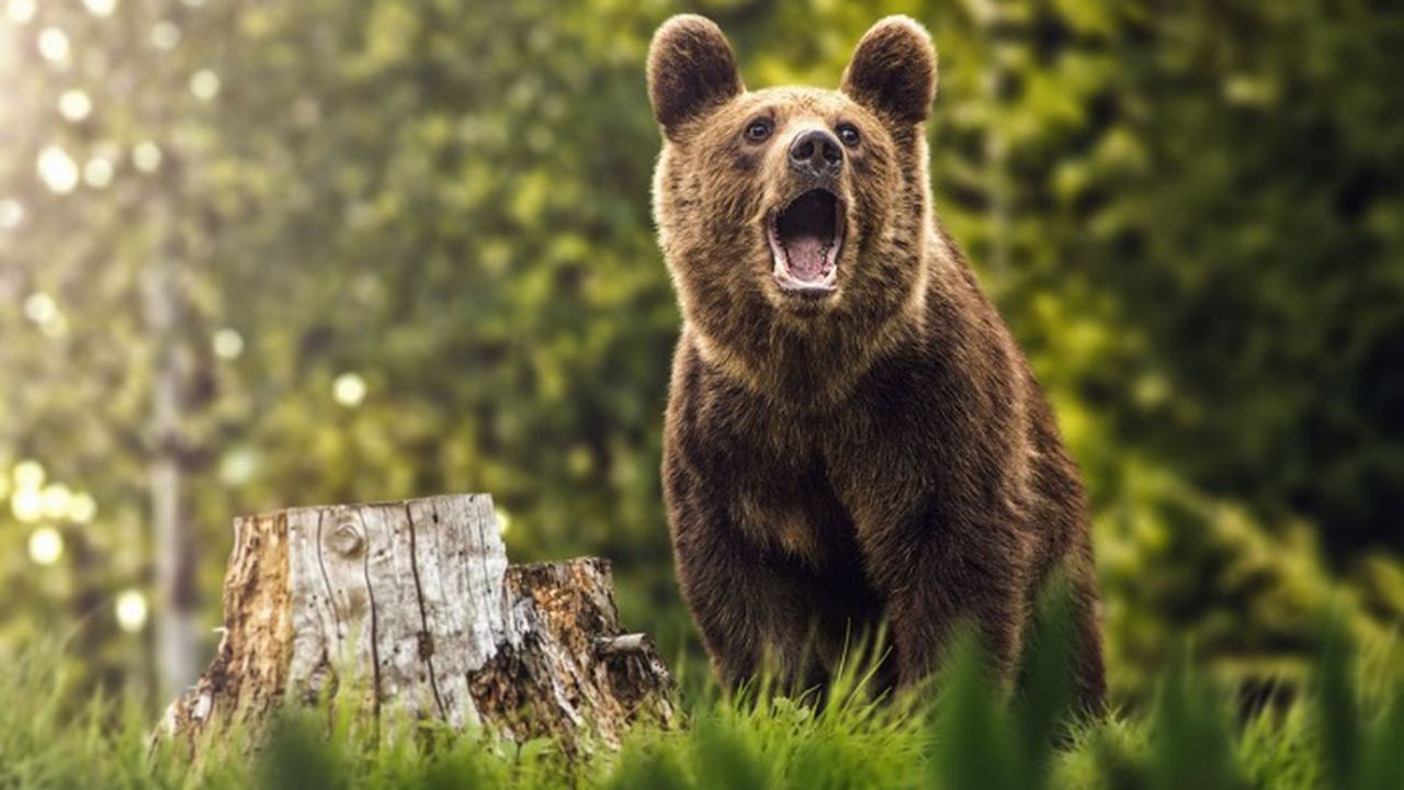 Ordonanță de urgență apropată de Guvernul României. Gestionarii fondurilor cinegetice din Satu Mare au înregistrat urși bruni în județ