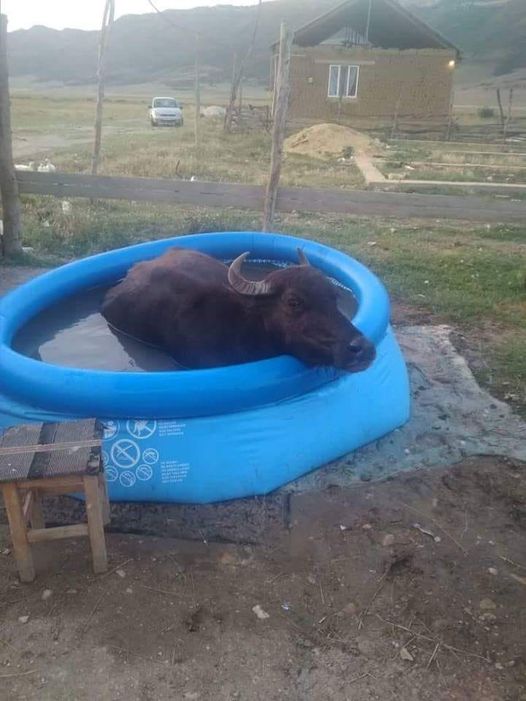 Orice bou își găsește locul