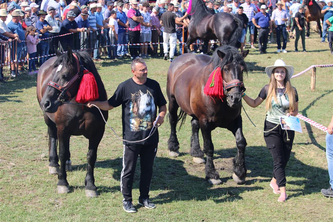 FOTOGALERIE. Concurs ecvestru la Valea Măriei. Cei mai frumoși cai, în concurs