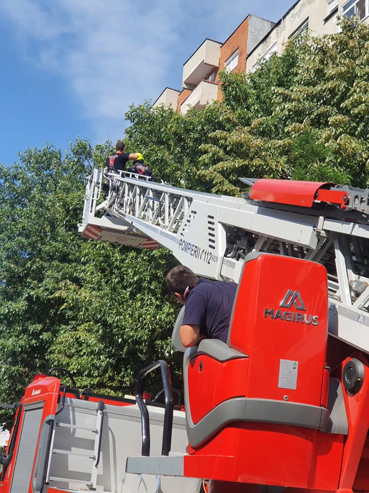 Intervenție mai deosebită pentru pompierii sătmăreni. Un papagal a fost salvat dintr-un copac