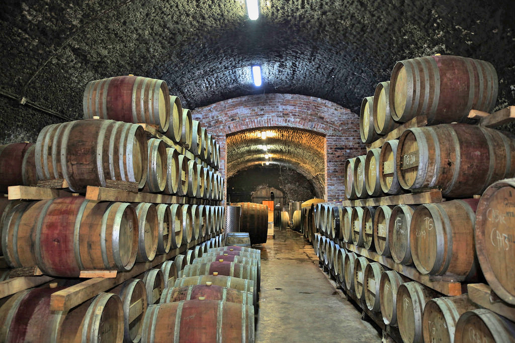 Cramele de pe Dealurile Sătmarului revin la gloria de altădată, fiind atractive pentru tot mai mulţi vizitatori