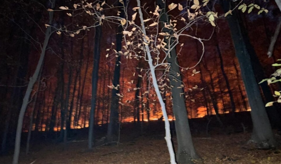 Pădure din județ, în flăcări