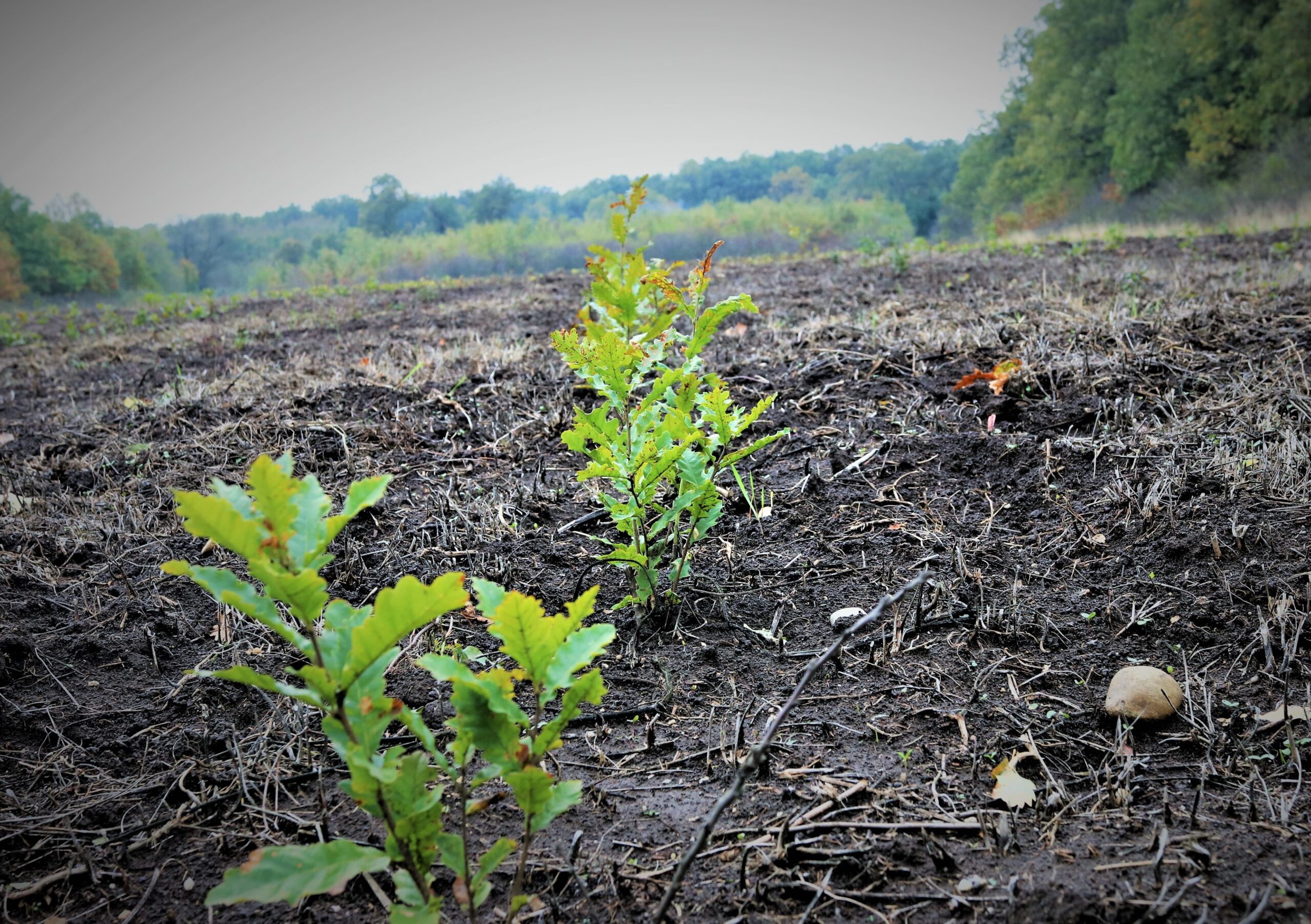Romsilva plantează circa 2 milioane de puieți forestieri în campania de împăduriri de toamnă