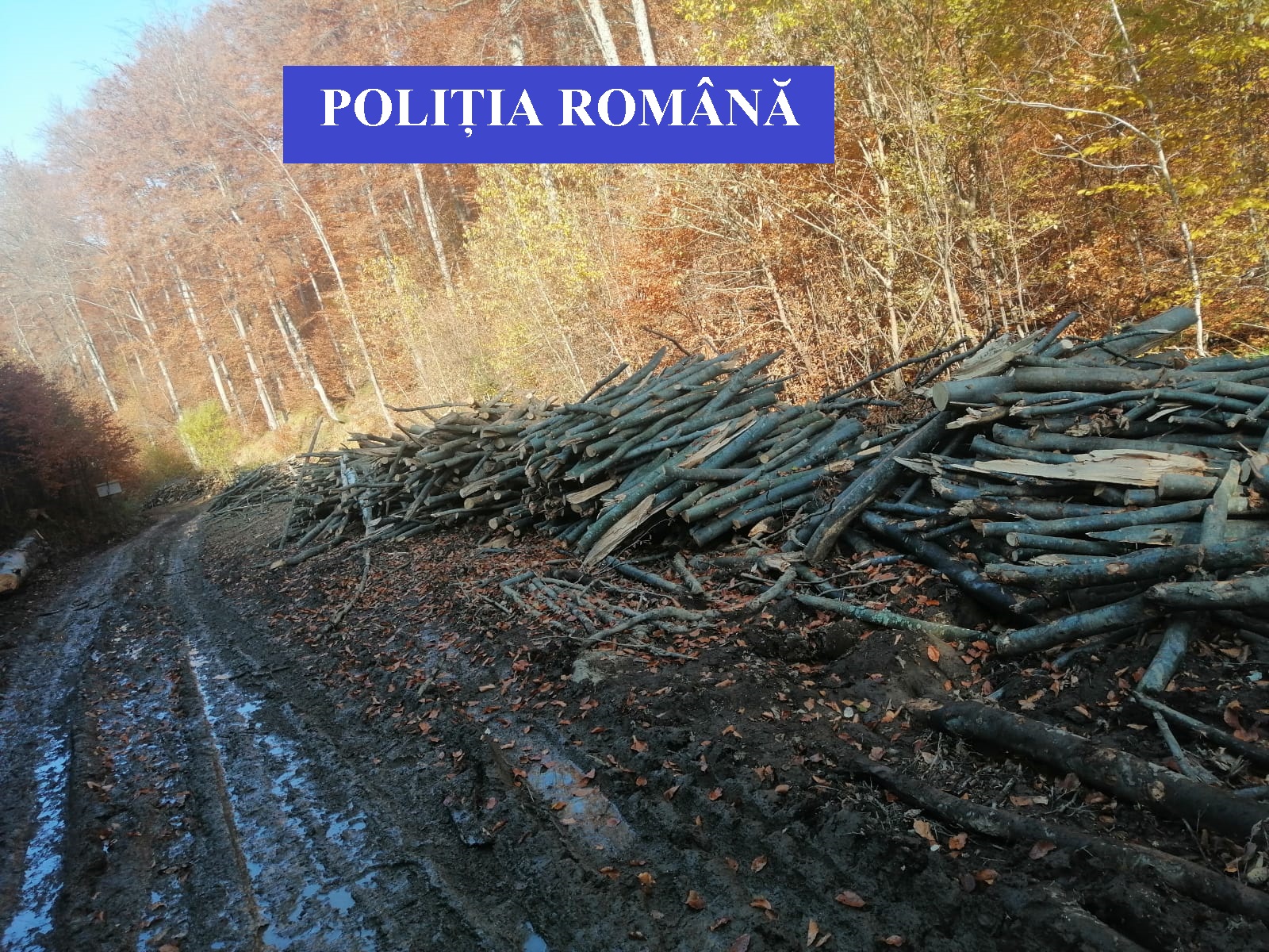 Material lemnos ridicat în vederea confiscării de polițiști