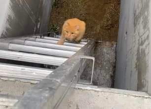 Pisică salvată de pompierii sătmăreni