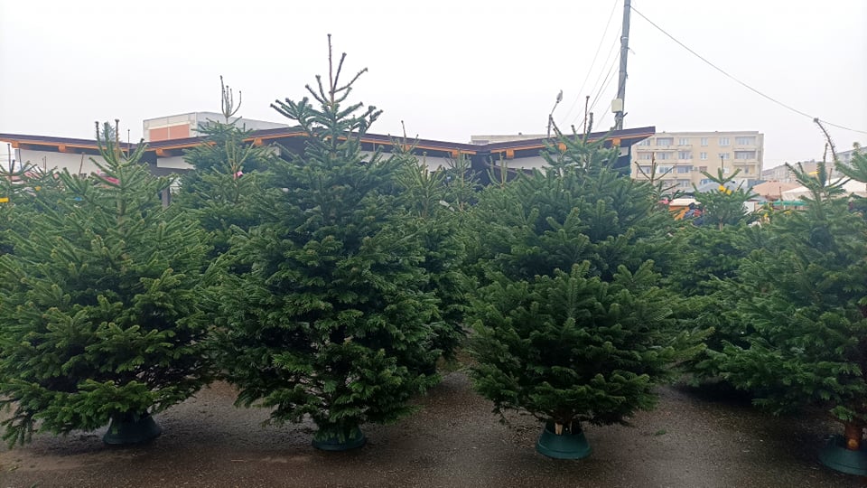 BRAZI. Împodobirea pomului de Crăciun, una dintre cele mai iubite datini