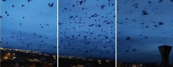 Hitchcock e mic copil