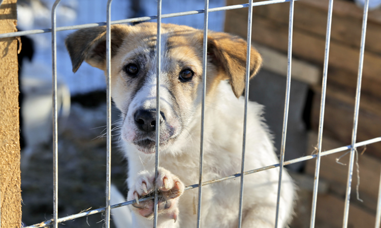 Un bărbat din Moftin a fost condamnat 2 luni la închisoare dupa ce și-a spânzurat câinele