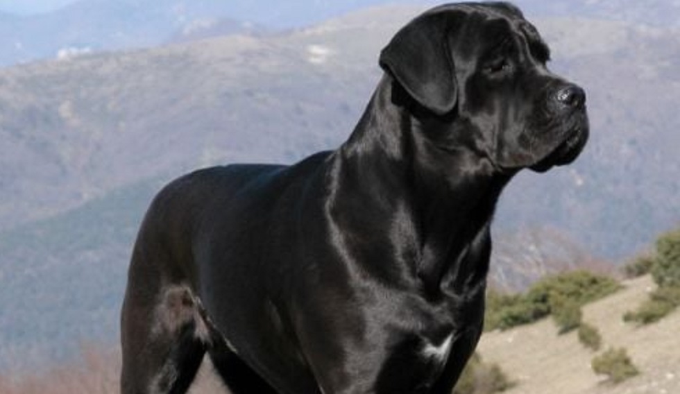 Cântăreața Bianca Rus și-a pierdut câinele. Haideți să o ajutăm să îl găsească