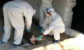 Aproape 35 de focare de pestă porcină africană, active în județ