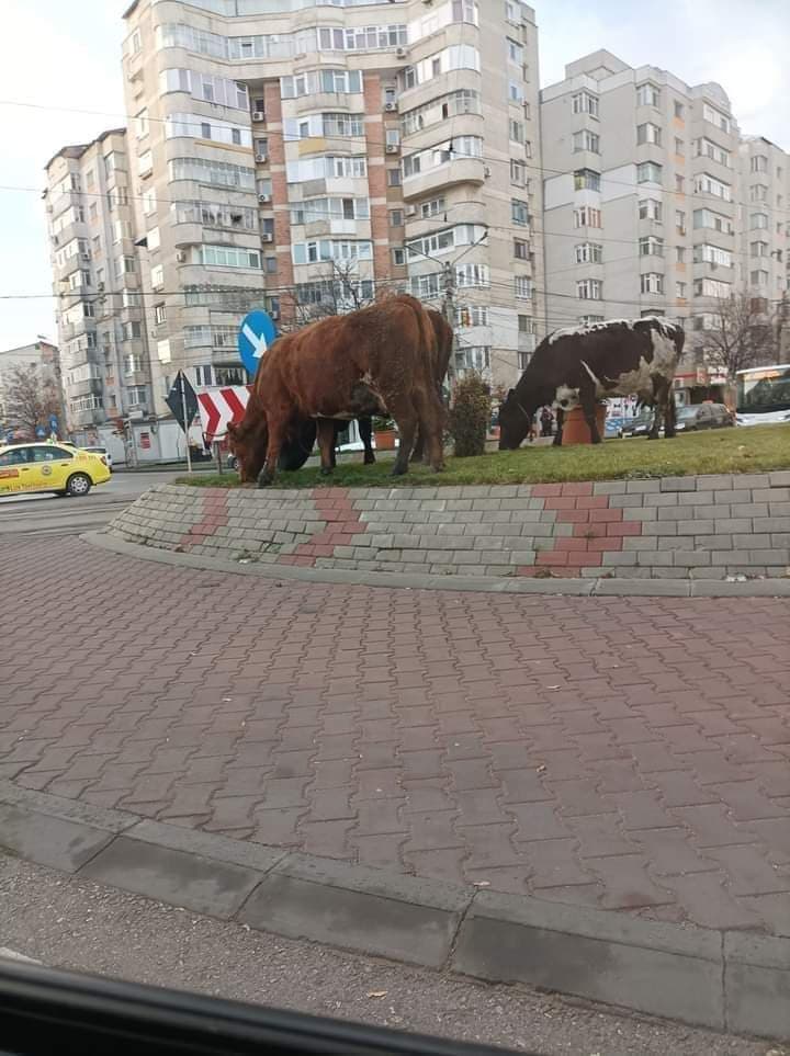 Iarba de pe sens nu e ca cea de pe câmp