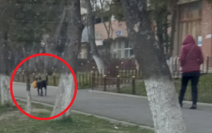 FOTO: IMAGINI INEDITE. Câine, cu mâncarea stăpânei în bot