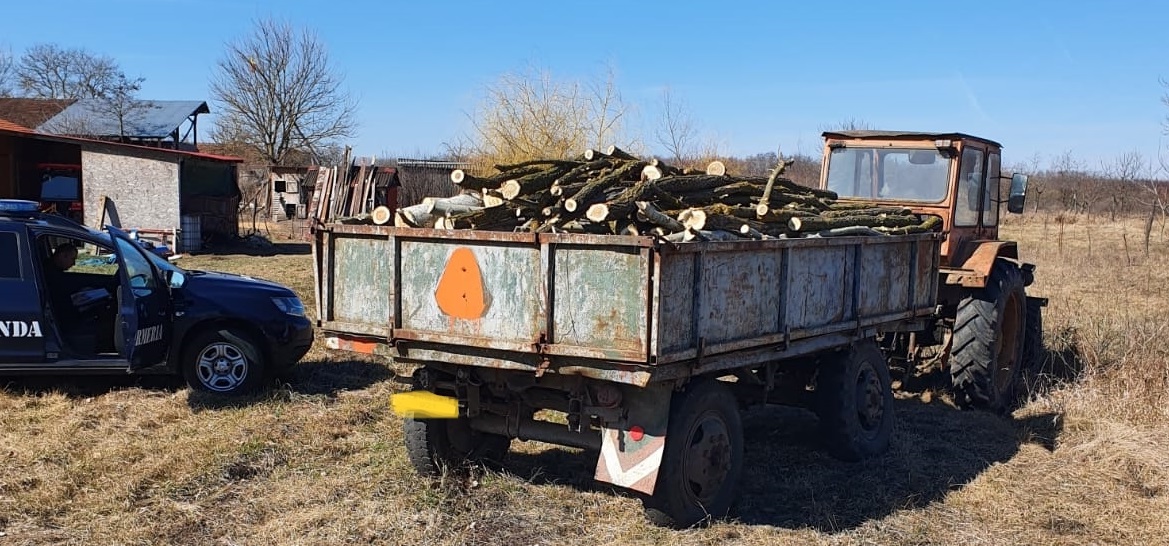foto. Transport ilegal de lemne sancţionat de jandarmi cu 10000 lei