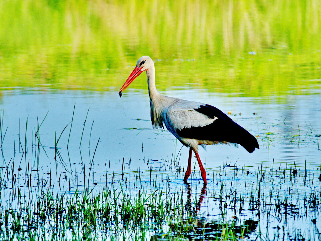 Câmpia Nirului – Valea Ierului, una dintre cele mai spectaculoase arii protejate din România