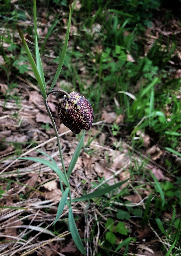 Inedit - Laleaua Pestriță prezentă și în Munții Oaș