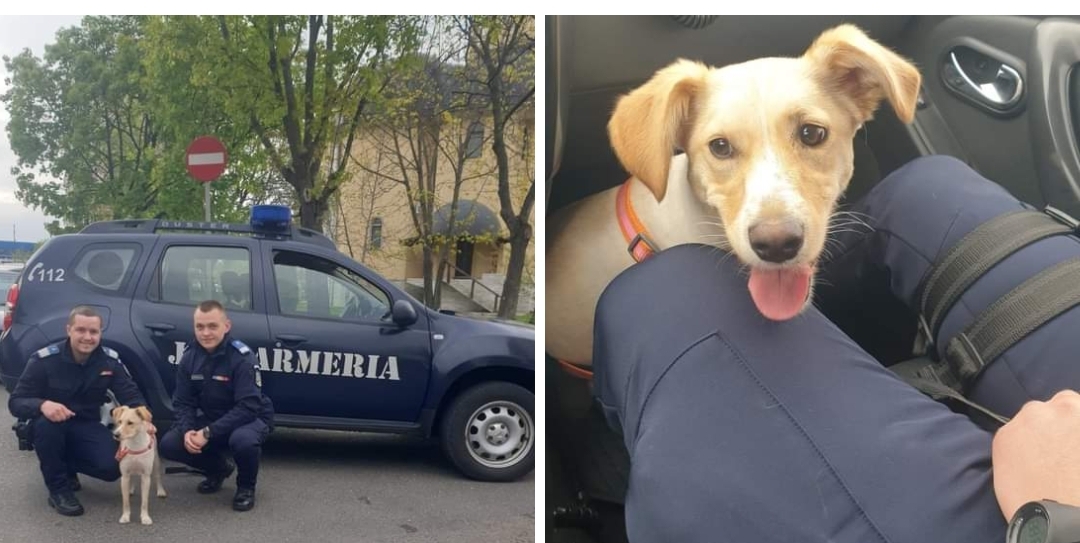 Jandarmii au ajutat o familie care și-a pierdut cățelul de Paște