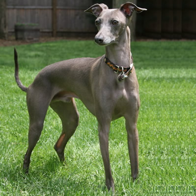 Operațiunea "Ogarul 2022". Zeci de sancțiuni date de către polițiști deținătorilor de câini ogari