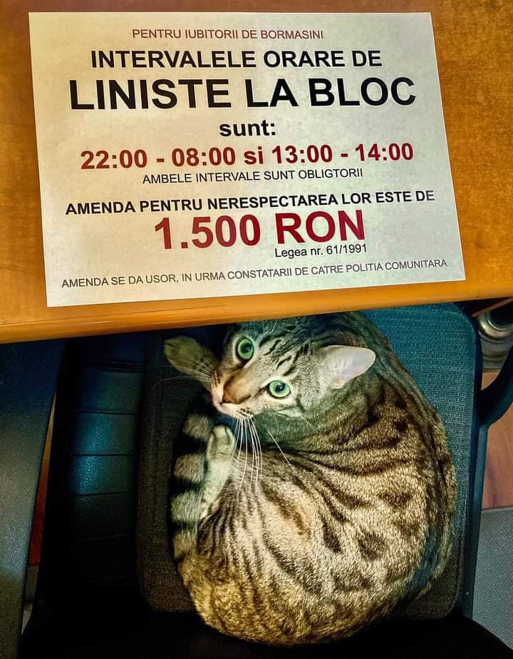 Liniște în bloc, că doarme motanul!
