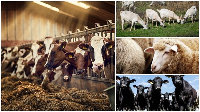 SANCȚIUNI. Verificările pentru transportul și comercializarea animalelor continuă