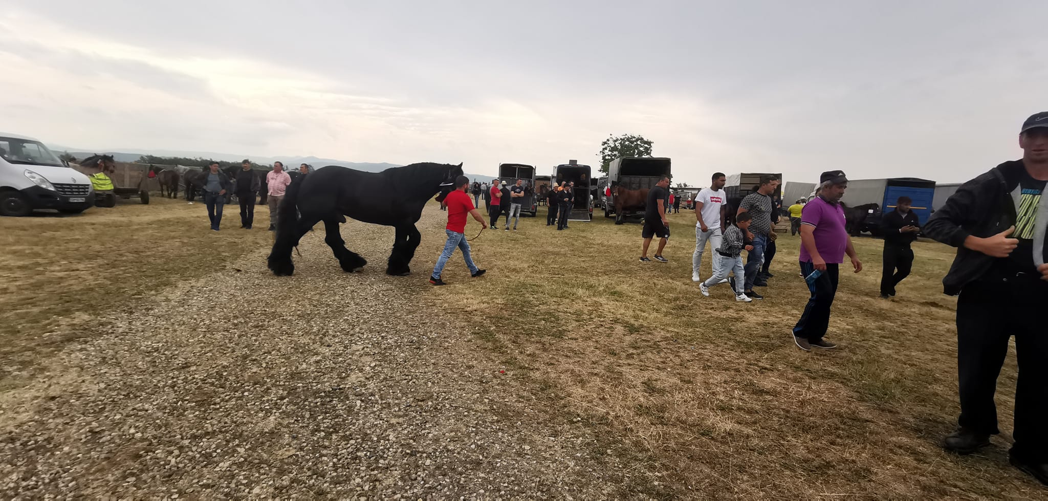 Concurs de cai reușit  la Medieșu Aurit