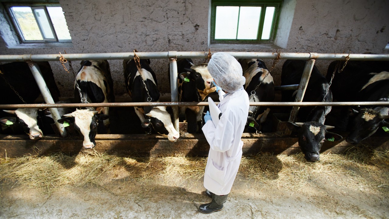 Alertă în Satu Mare: Controale riguroase în sectorul avicol - Ce sancțiuni s-au aplicat și cum ne protejăm de Gripa Aviară și Pesta Porcină Africană!