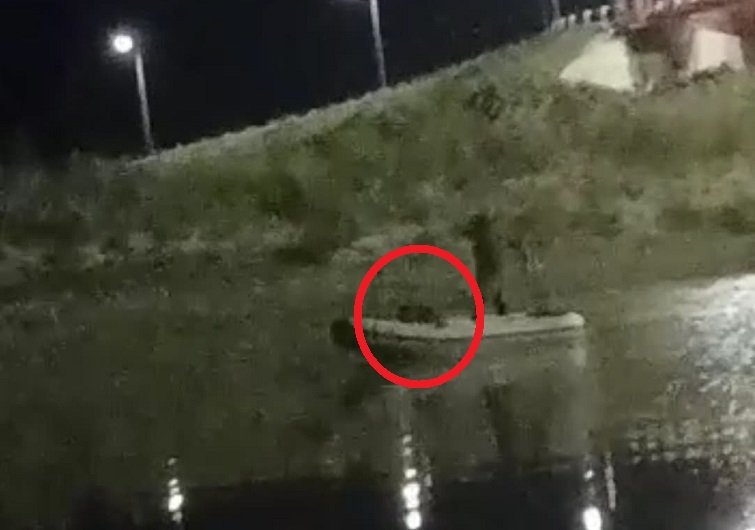 VIDEO. DEZASTRU ECOLOGIC pe SOMEȘ! Se BRACONEAZĂ  cu CURENT ELECTRIC