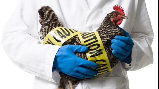 Rezultatele controalelor inspectorilor DSVSA în domeniul Controlului Oficial Sănătate Animală