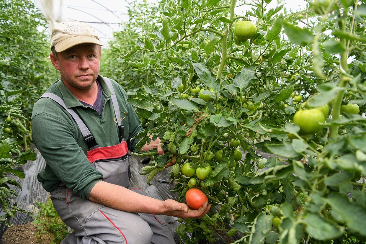 FOTO. Susține producătorii sătmăreni!