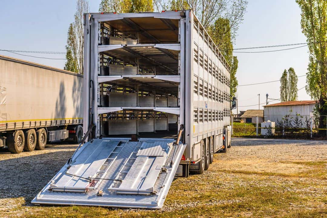 ATENȚIE. Au fost date amenzi în localitatea Apa pentru transportul de animale neidentificate și neînregistrate fără documentele prevăzute