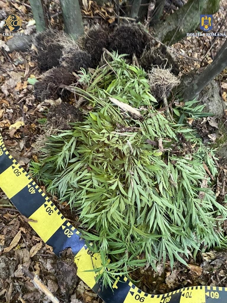 FOTO. Cercetați pentru trafic de droguri de ris și nerespectarea regimului armelor și al munițiilor