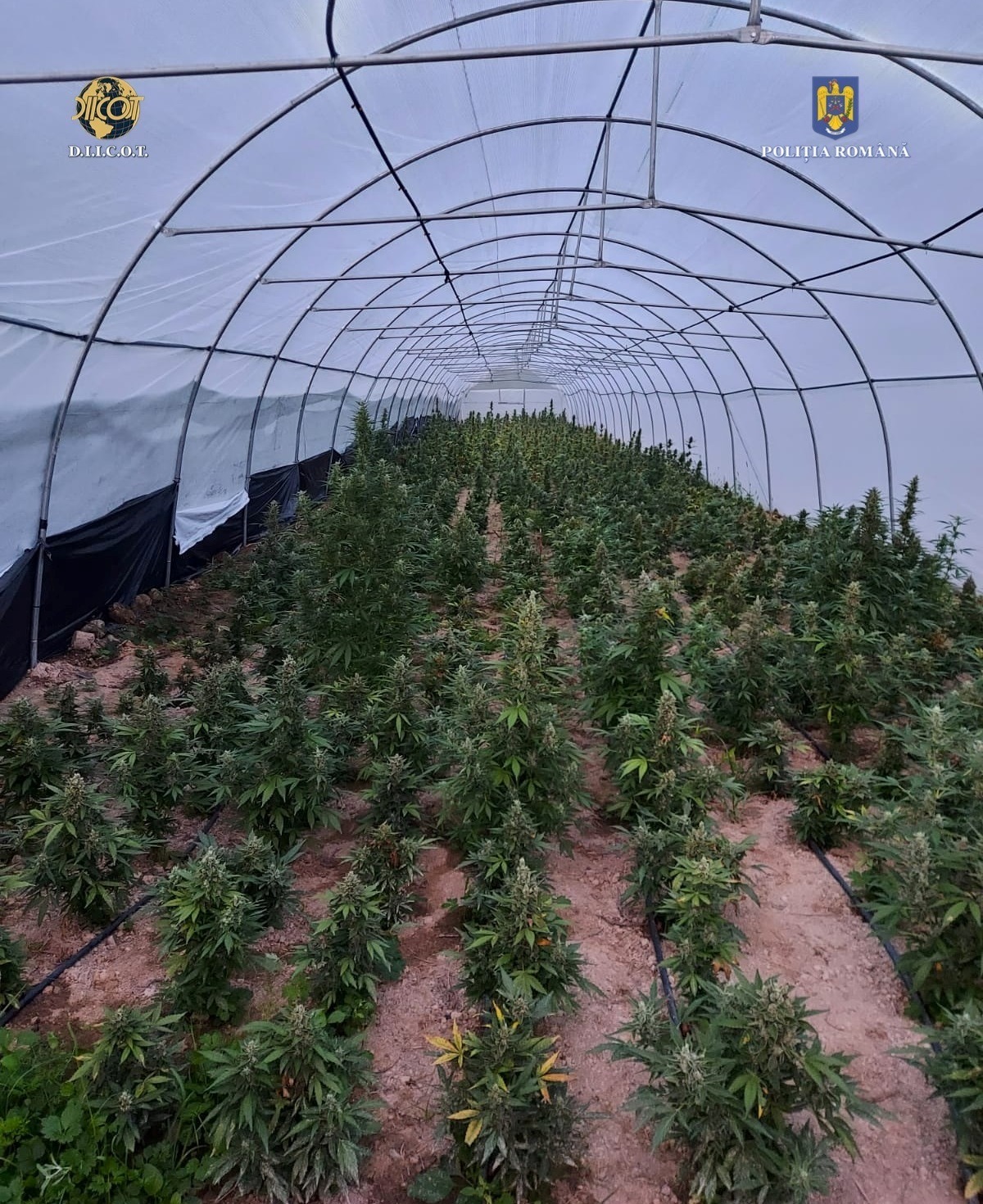 Cele mai mari culturi de cannabis din Nord-Vestul Romaniei. Care au fost măsurile luate