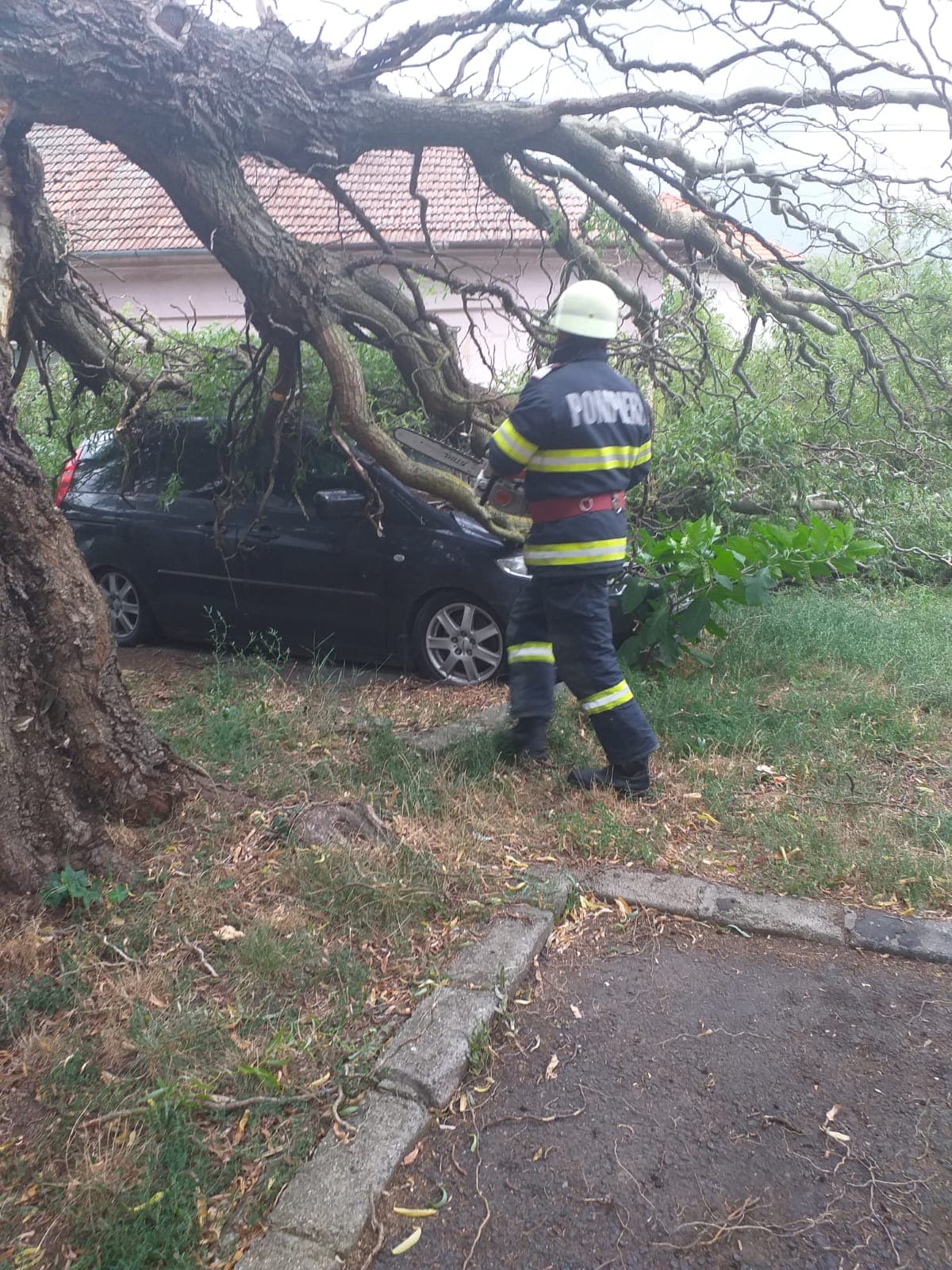 Două mașini avariate de un copac răsturnat de furtună