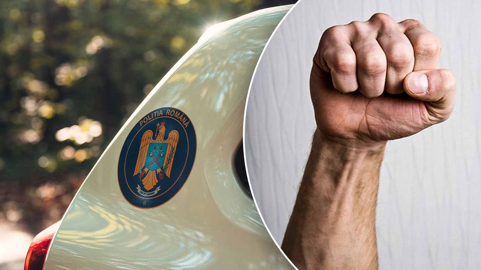 Bizoni agresivi în trafic