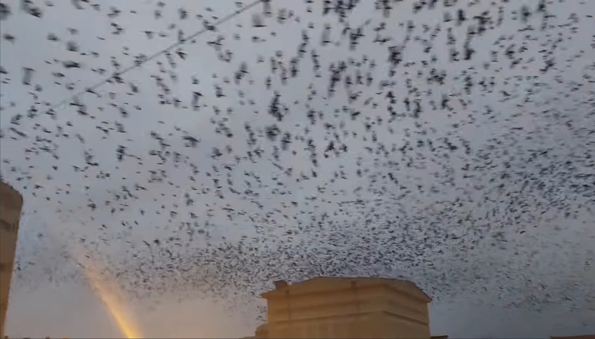 Ciorile au invadat centrul orașului