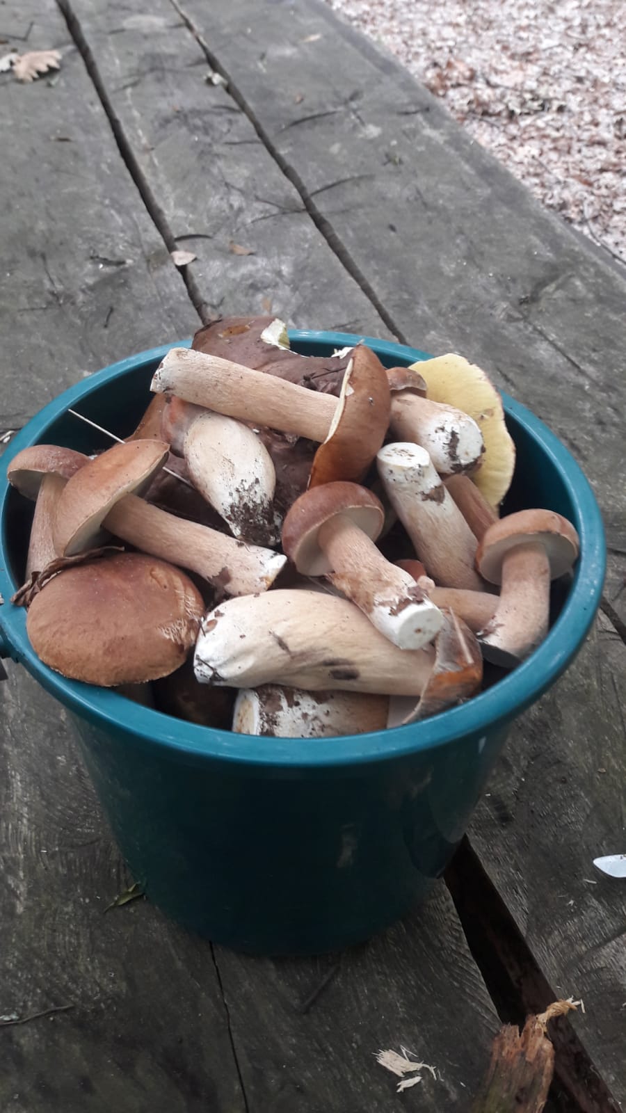 Cât dați pe niște hribe?!