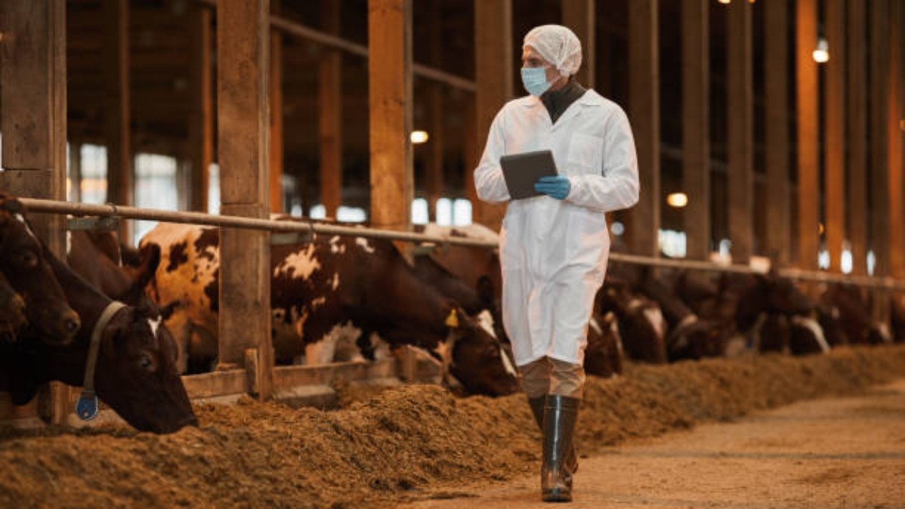 Controale amănunțite în vederea sănătății animalelor, realizate de DSVSA Satu Mare!