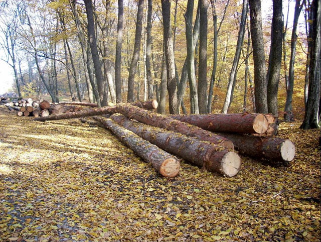 Tânăr cercetat de polițiști sub aspectul săvârșirii infracțiunilor de tăierea fără drept de arbori și  furt de arbori