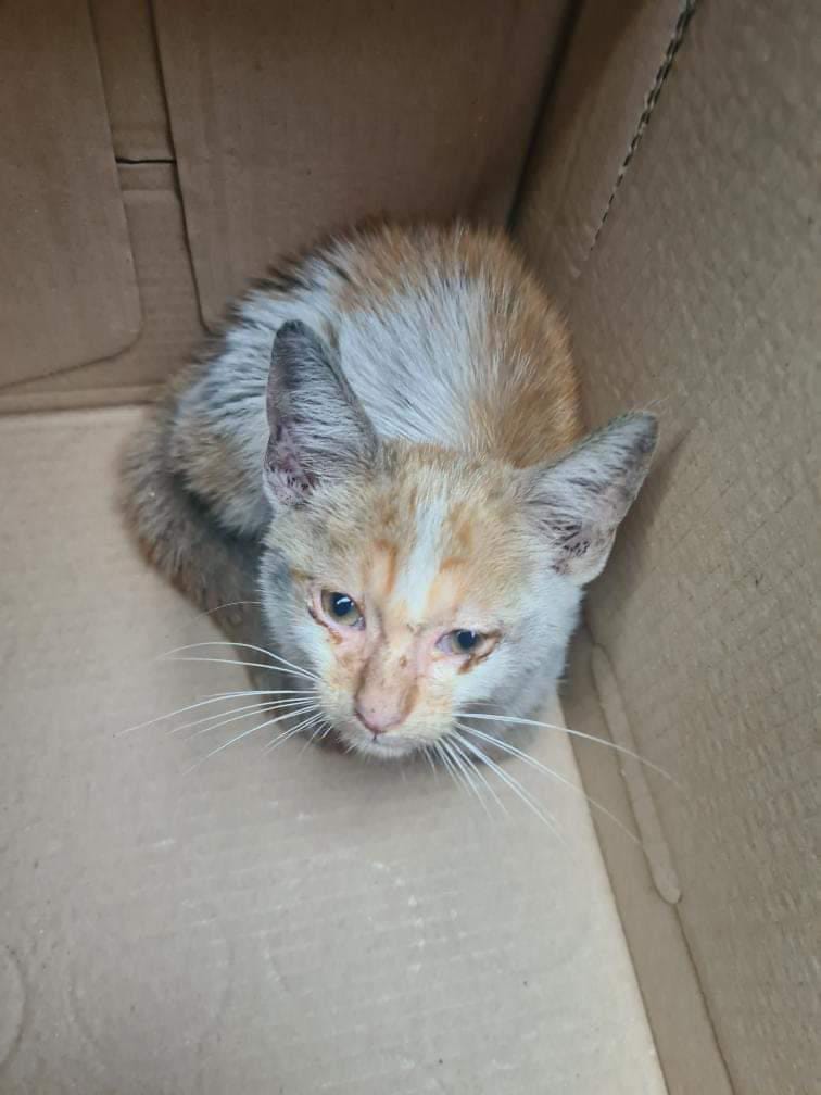 Pui de pisică găsit de polițiștii sătmăreni