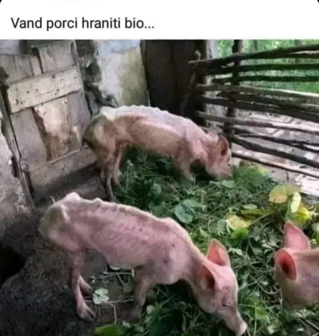 Noua modă: porcii  vegetarieni