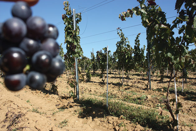 Istoricul localității Dobra, locul unde pivnițele sunt mai multe decât casele. Aici se produce un vin unic în România
