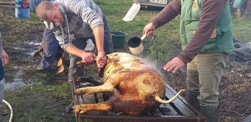 Tradiții de Ignat.  În unele localități din județul Satu Mare obiceiul tăierii porcului a rămas ca acuma 100 de ani