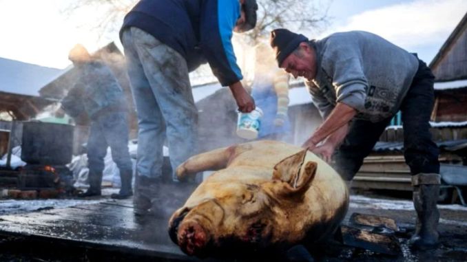 IMPORTANT. Restricții drastice pentru porcii de Crăciun