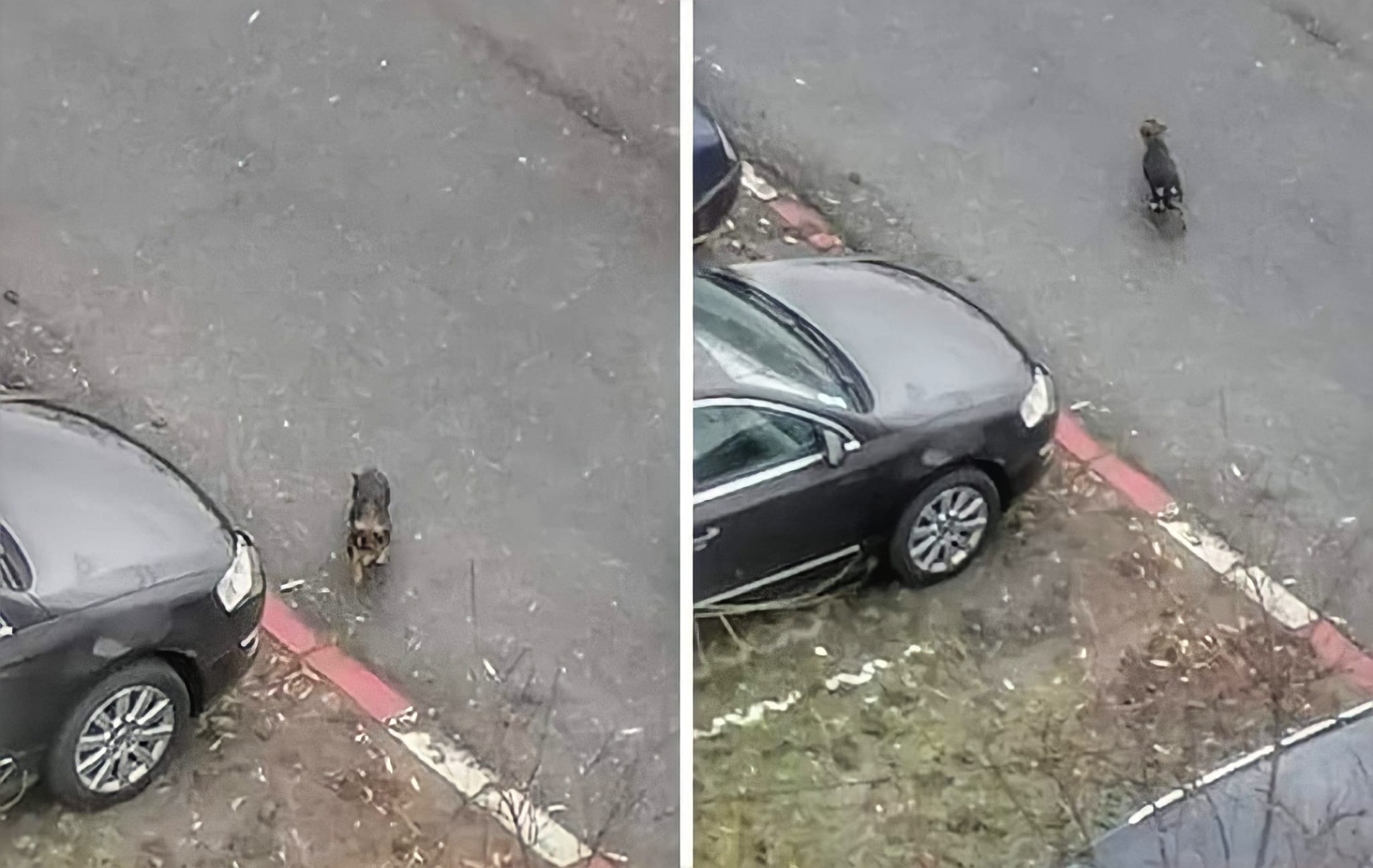 BESTIE cu chip de OM. Femeie, AMENDATĂ cu 12.000 de lei pentru  că și-a ABANDONAT  câinele în șanț