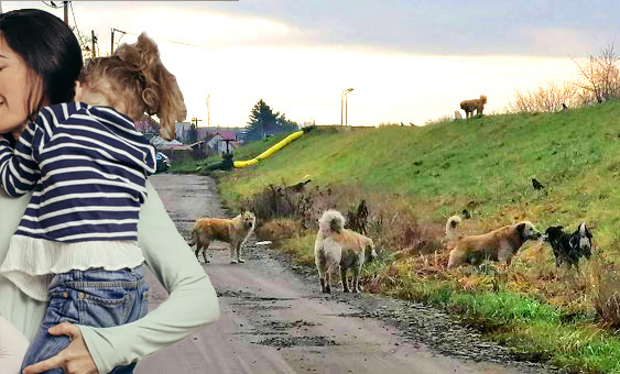 Protest la Satu Mare, după ce o femeie a fost ucisă de câini în Capitală