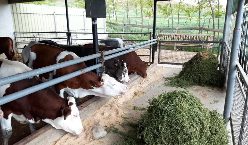 Bani de la Guvern pentru susţinerea crescătorilor de animale