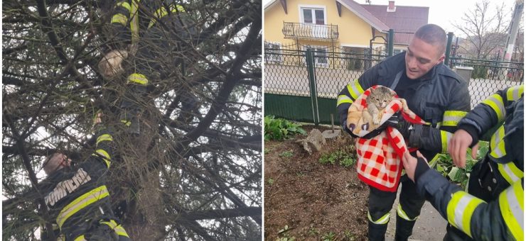 Pisică salvată de pompieri după ce a fost alergată de o haită de câini