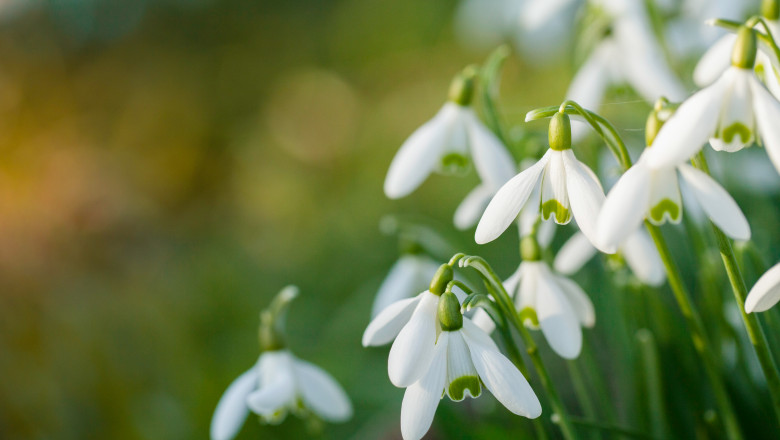 Echinocțiul de primăvară are loc astăzi. Când se va schimba ora